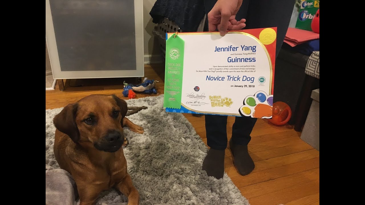 Do More With Your Dog Novice Trick Dog Title YouTube do-more-with-your-dog-novice-trick-dog-title-youtube