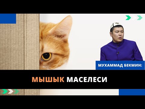 Video: Мышыктар таракан жейби?