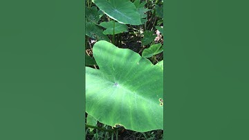 Phân biệt môn ngọt và môn ngứa #short