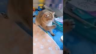 stubbornness || cat drama || funny stunt animals