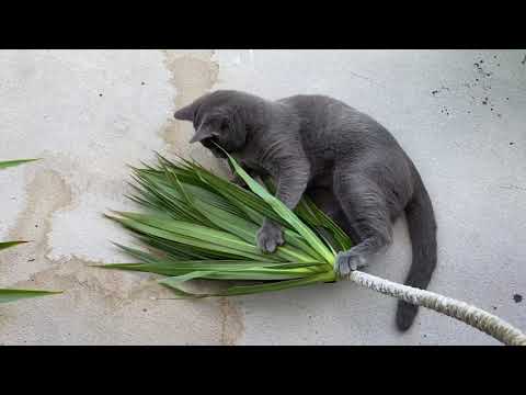 Como crescer Dracaena Marginata I Dragoeiro