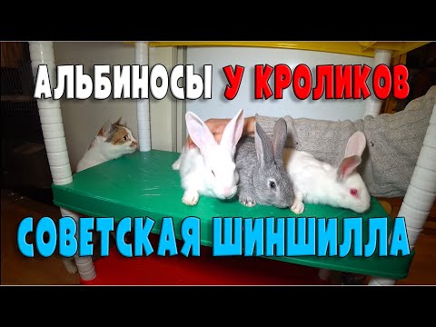 АЛЬБИНОСЫ У КРОЛИКОВ ПОРОДЫ СОВЕТСКАЯ ШИНШИЛЛА