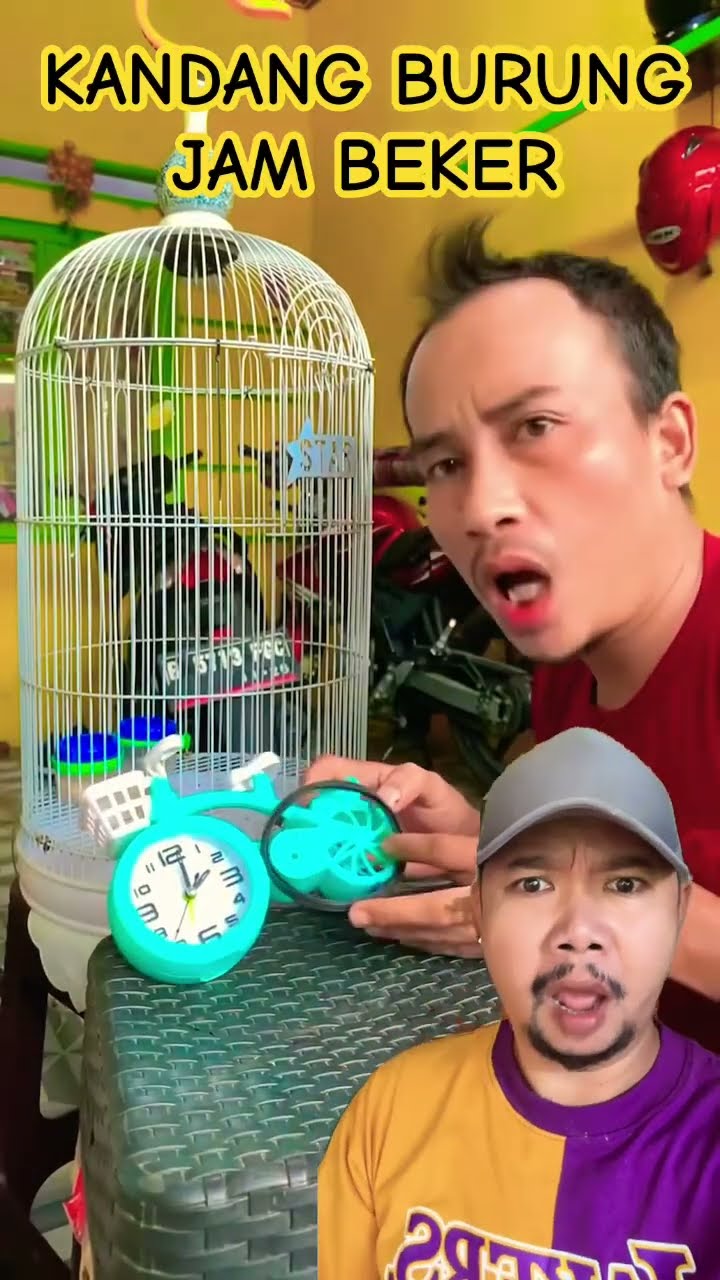 KANDANG BURUNG JAM BEKER LEPAS!!!?? #burung #kicaumania #lovebirds #birds #funny