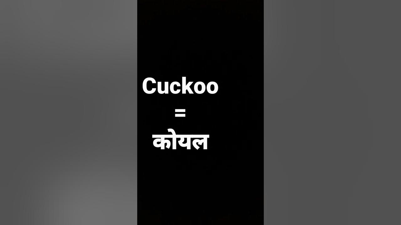 cuckoo meaning in hindi and its parts of speech and its pronunciation