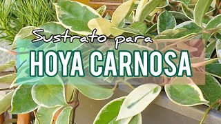 Sustrato para hacer florecer la Hoya Carnosa o Flor de Cera/Jardín Suculento