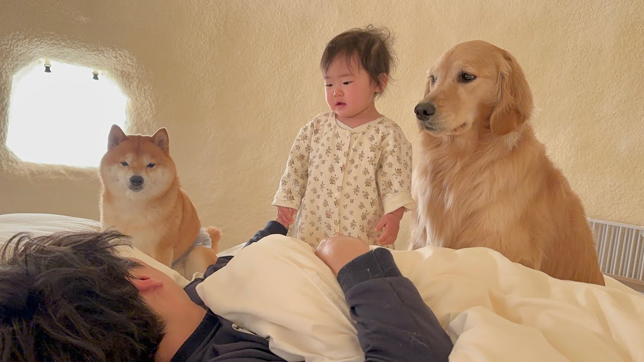 山の洗礼を受けるもまるで何事もなかったかのように起こしにくる豆柴とゴールデンレトリバーたち