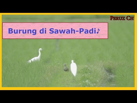 Hidupan 3 Cuba Ambil Gambar Burung Bangau Di Sawah Bendang Youtube