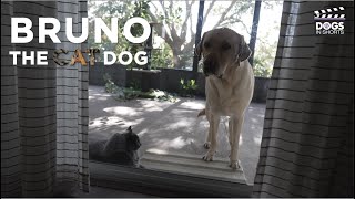 Bruno The Cat Dog | Dogs In Shorts