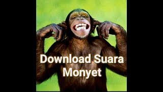 Efek Suara Monyet Simpanse gratis nocopyright