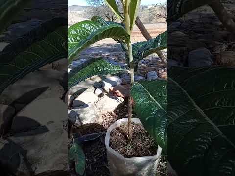 شجرة البشملة أو المزاح بالدارجة المغربية