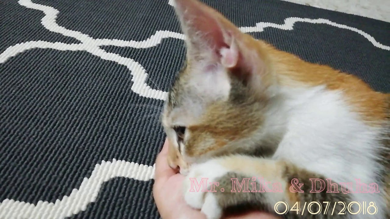  Dhuha Kucing Comel Rajin Jilat Tangan Mika YouTube