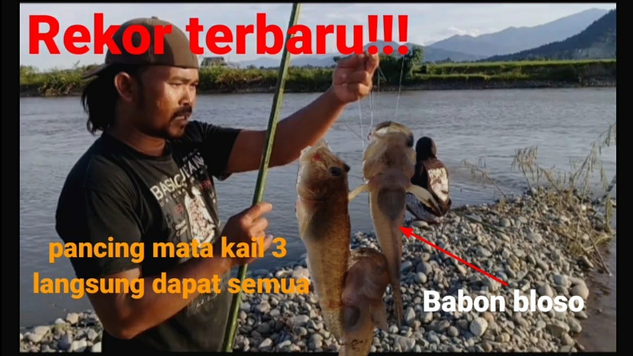 MANCING IKAN BETUTU/BLOSO MONSTER || FULL STRIKE || SERU DAN RAME || DI SUNGAI SARANG BUAYA