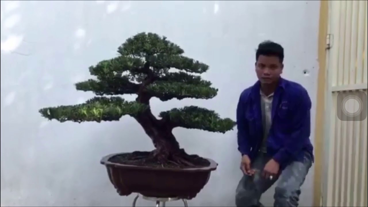 Bonsai.Cây Đẹp Vậy Sao Mặt Buồn Vậy Nhỉ,Ai Mua Em Bán|Nhà Nông Chơi Cây - YouTube Nhà Nông Chơi Cây