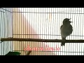 Masteran Sikatan Londo Gacor Cocok Untuk Masteran Murai Batu Kacer Cucak Ijo Jalak Suren Kenari Dl Mp3 - Mp4 Download