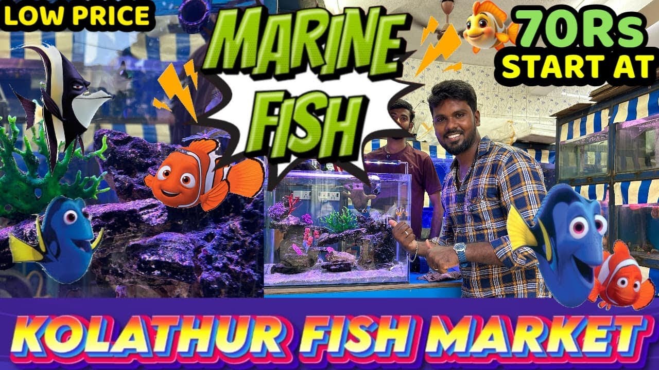 Kolathur Marine Fish SALE ⏰ | Shocking 😱Low Prices & Rare Collections‼️