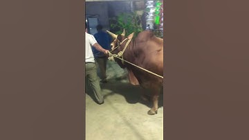 Phong tục tập quán là những thứ mà đã truyền qua bao thế hệ của người Mông