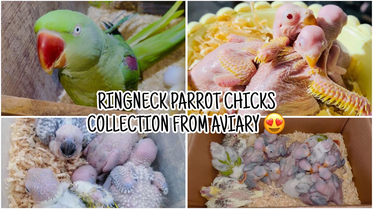 RINGNECK CHICKS COLLOECTION FROM BIRDS AVIARY #birds #talkingparot #parrotbreeding #parrot 