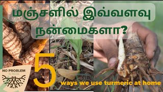 Homemade turmeric from our farm and its benefits