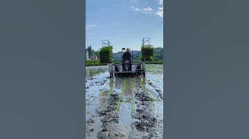 paddy transplanting machines #shorts #farming #machines