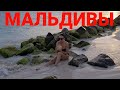 Мальдивы. Рай на Земле. Из Зимы в лето. Первый вечер. Вода-парное молоко. Кормим акул и скатов