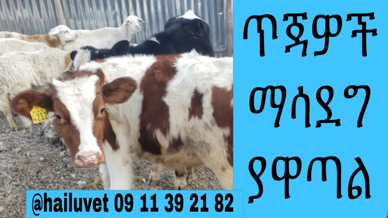 ጥጃዎችን ማሳደግ እና መንከባከብ 