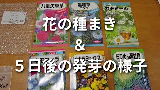 花の種まき＆５日後の発芽の様子 植物の増やし方 #63