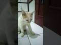 #catofduty #hiburansegar #cat #kucinglucu #pets #imut #cute #satisfying #viral