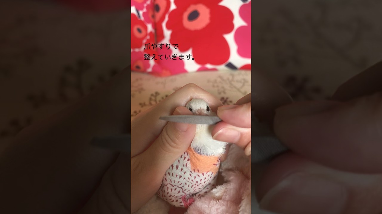 伸びすぎたヒメウズラのクチバシを整えていくよ！Trim the overgrown quail beak
