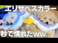 【去勢手術】エリザベスカラーに秒で慣れた犬【トイプードル】