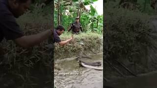 SERANGAN DUA KING COBRA GANAS WONOSOBO