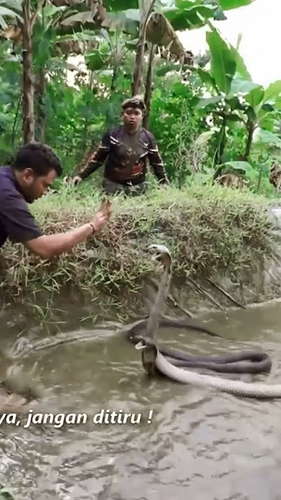 SERANGAN DUA KING COBRA GANAS WONOSOBO