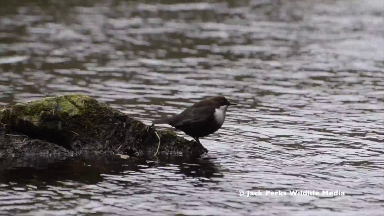 wyeth s26 Dipper Diving in the Derbyshire Peak District