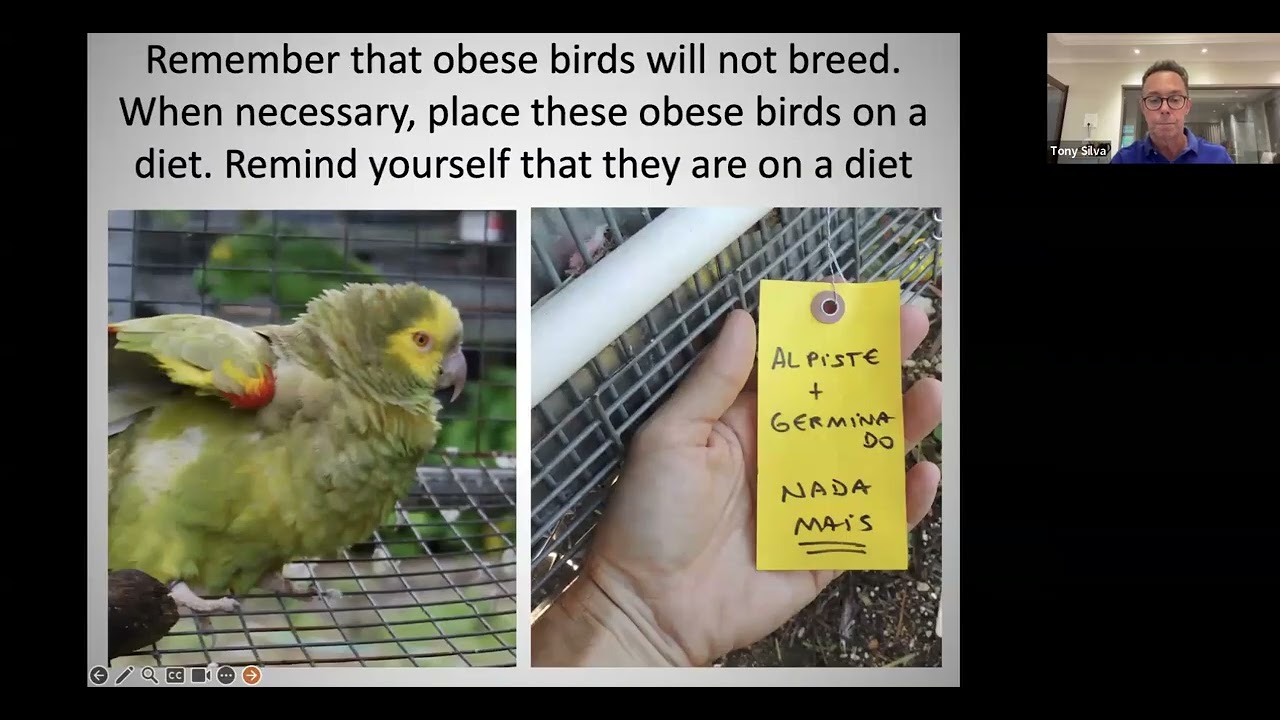 Presentation on breeding parrots