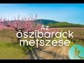 Hogyan kell metszeni az őszibarackfát? / kert TV