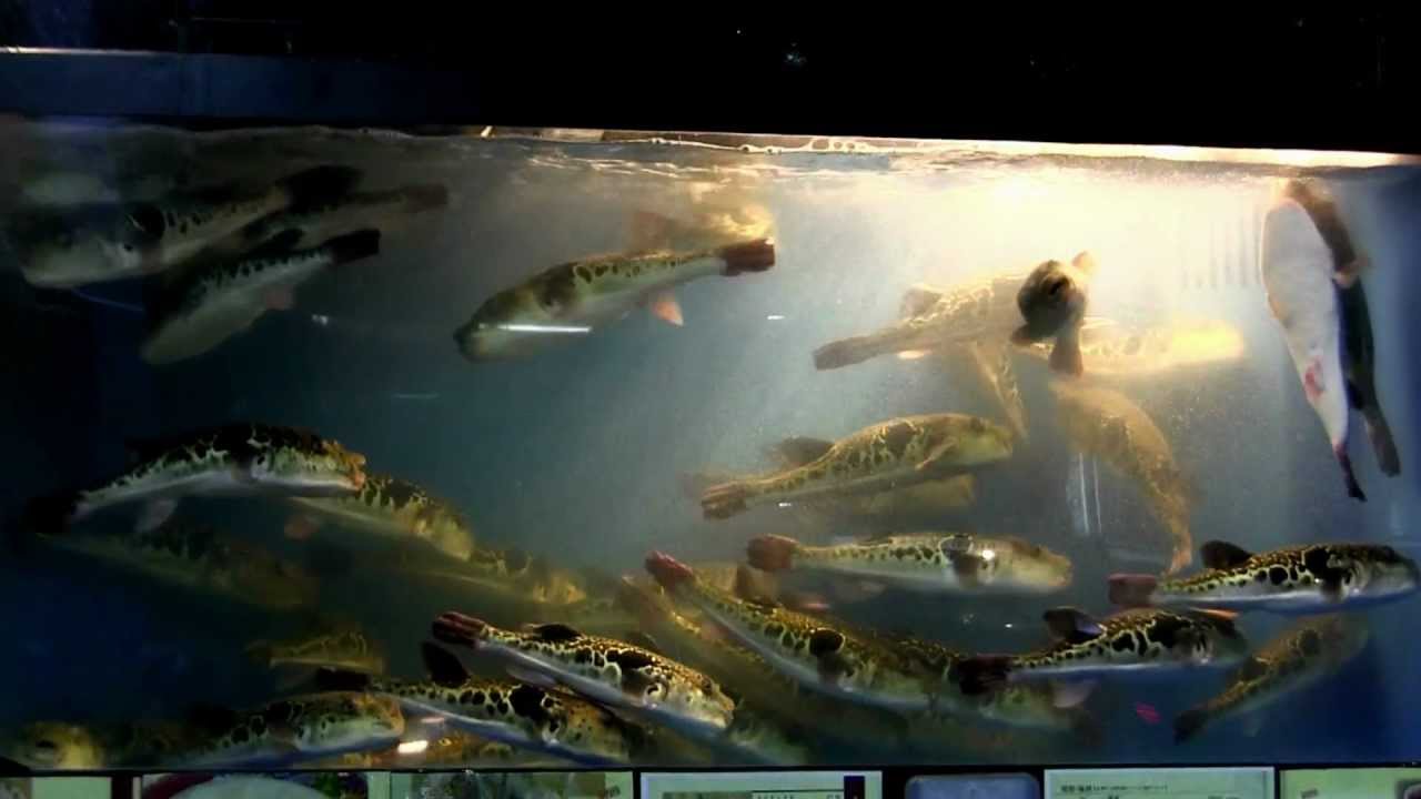 Live Puffer Fish Outside Restaurant Tokyo Japan 1842 YouTube