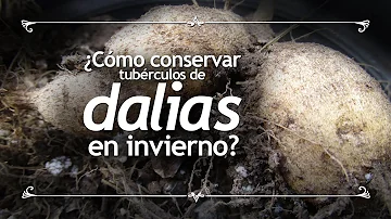 ¿Se pueden dejar las dalias en macetas durante el invierno?