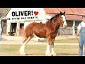 From rags to hitches  rescued clydesdale horse one year transformation
