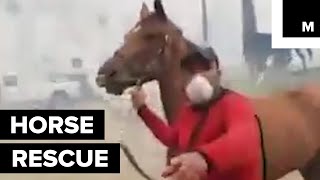 Californians Band Together to Save Horses from Wildfires