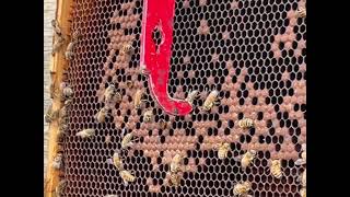New born Bees screenshot 5