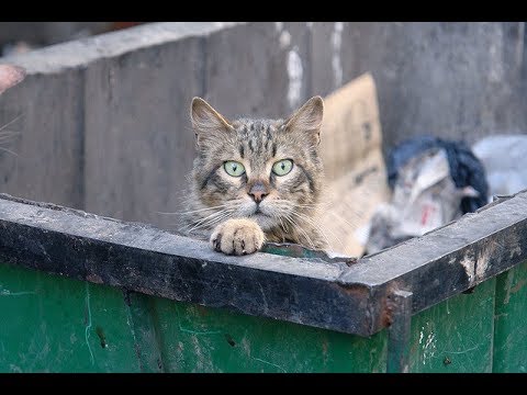 Yes, Philadelphians Are Swimming In Garbage Dumpsters