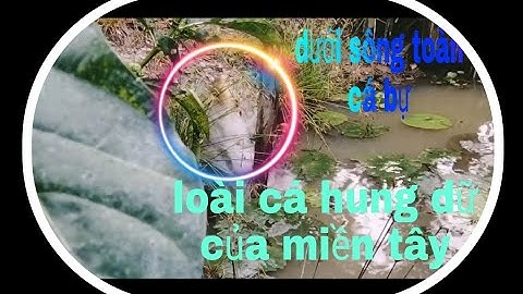 câu cá lóc bằng vịt con. săn lùng loài cá hung dữ của miền tây