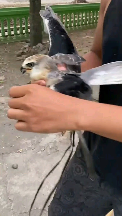 I managed to catch my escaped eagle #bird #eagle #chirpingmania #bolang #viral