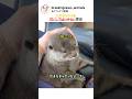 このカワウソを 起こしてはいけない 理由