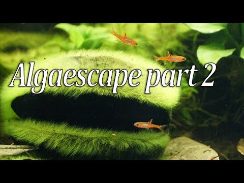 aquascaping plants Answering YOUR questions from the comments section