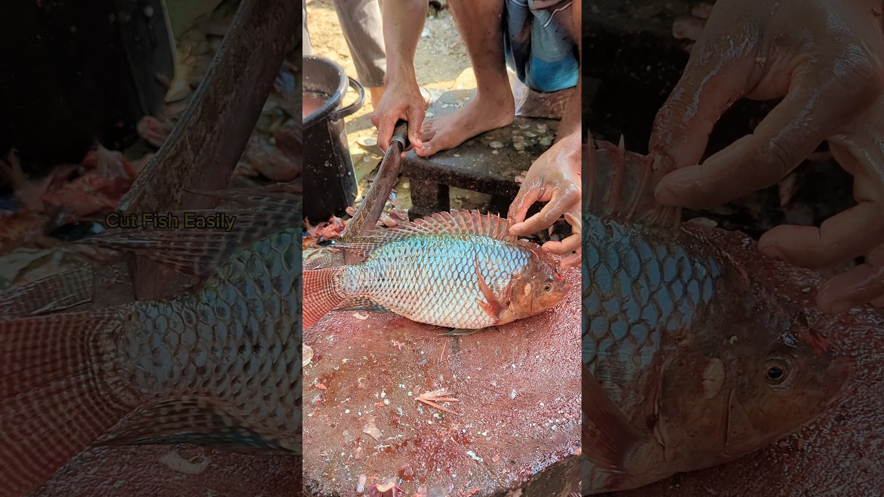 Perfect Size Big Tilapia Fish Cutting by Expert Cutter 😱 || 
