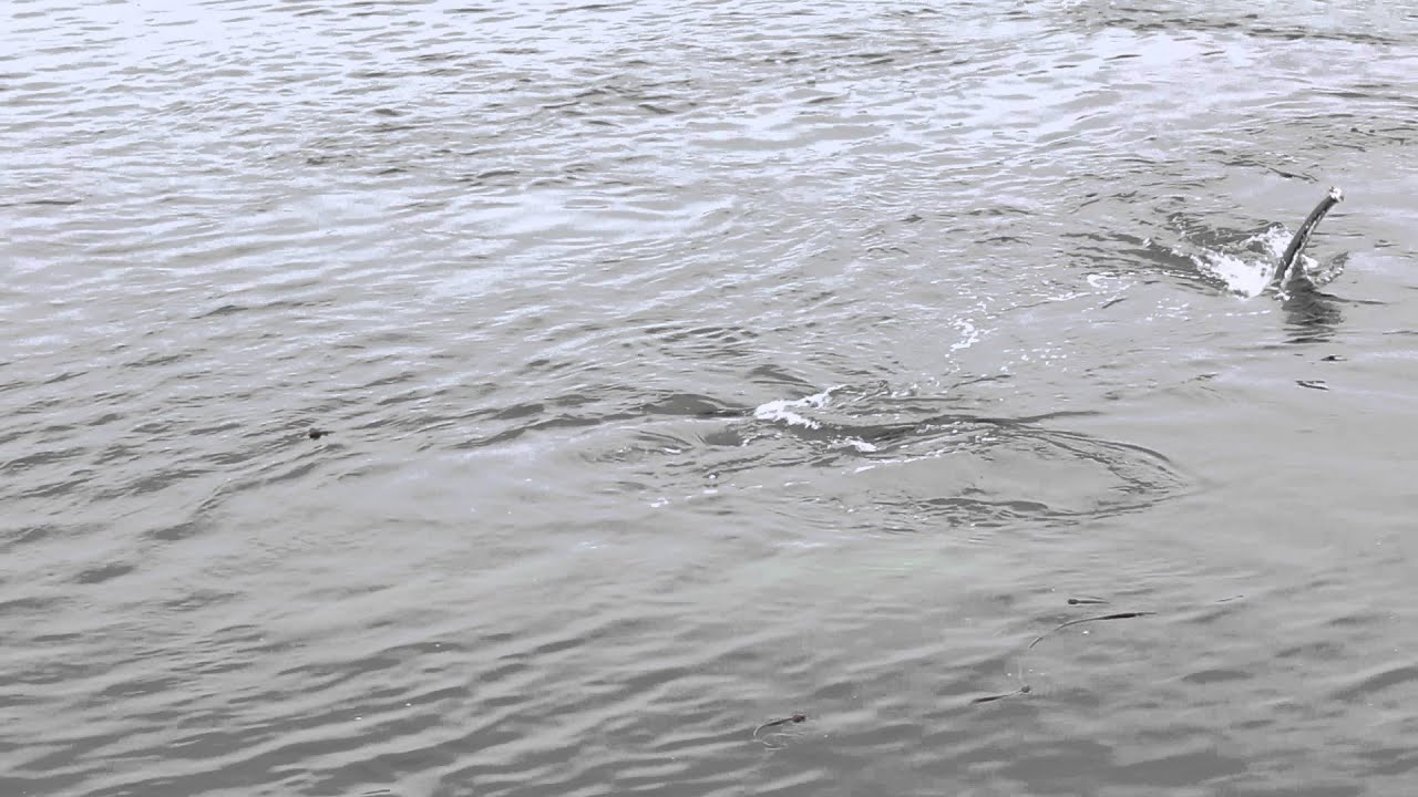 Humpback Whale Meets Dog