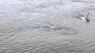 Humpback Whale Meets Dog