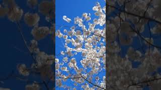 White Flowers Spread in Air in Spring All Around Royalty Free Footage 1