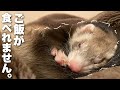 フェレットが失禁してご飯を食べなくなりました【お迎え症候群】