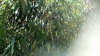 Бамбук морозостойкий вечнозеленый